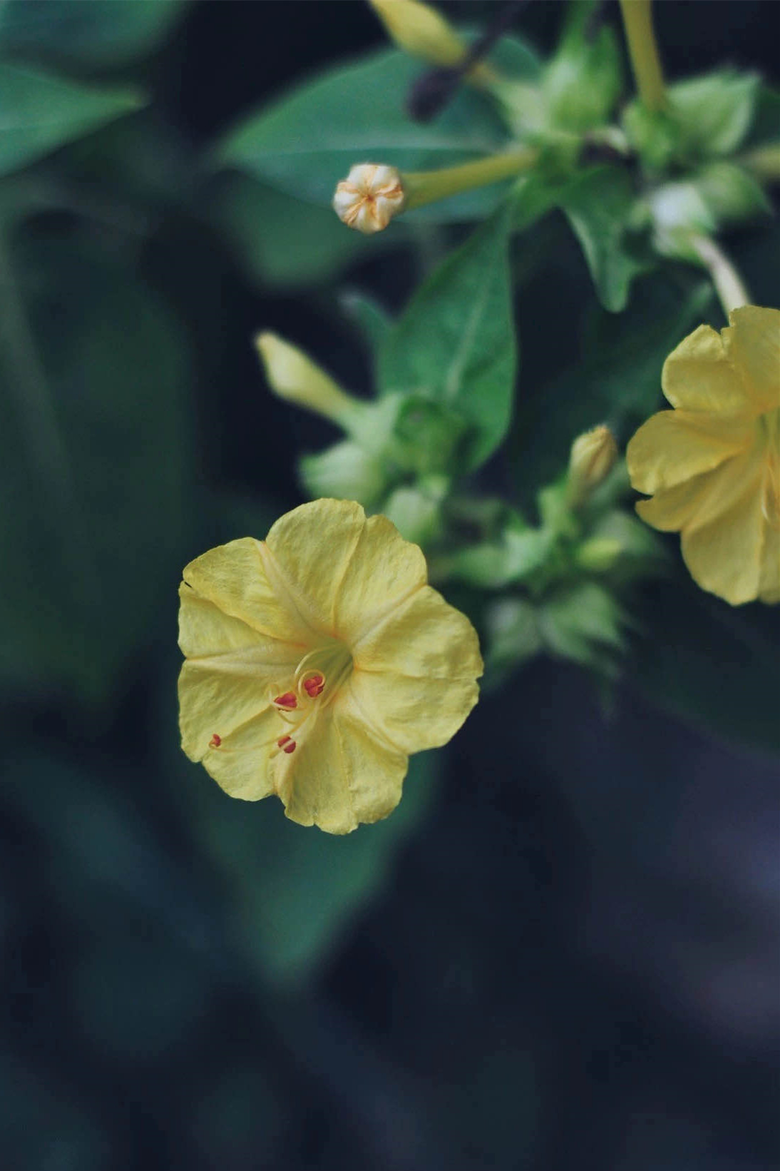 Domestic AIGLE counter female GTX jacket N7601 N7602 ALIA S21