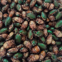 Fresh frozen scarab blind blind red blind fat edible insects