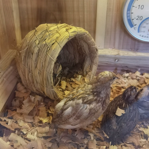 Сумка куриная трава гнездо голубь голубь Сюанфенг птиц попугай перепелы солома Специальная нижняя яичная птица украшения ландшафтные припасы