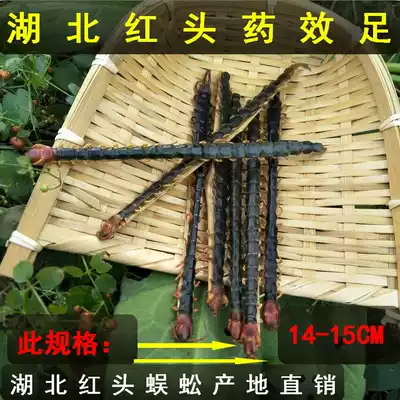Red-headed centipede dry Chinese herbal medicine centipede can be used for Centipede powder 14-15cm Hubei red-headed centipede dry