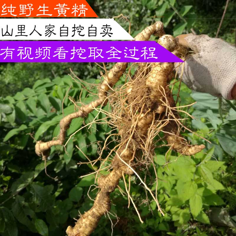 Promotion 2022 Fresh Sealwort Chicken Head Fresh sealwort Live sealwort Multi flower Sealwort Full of 4 catties