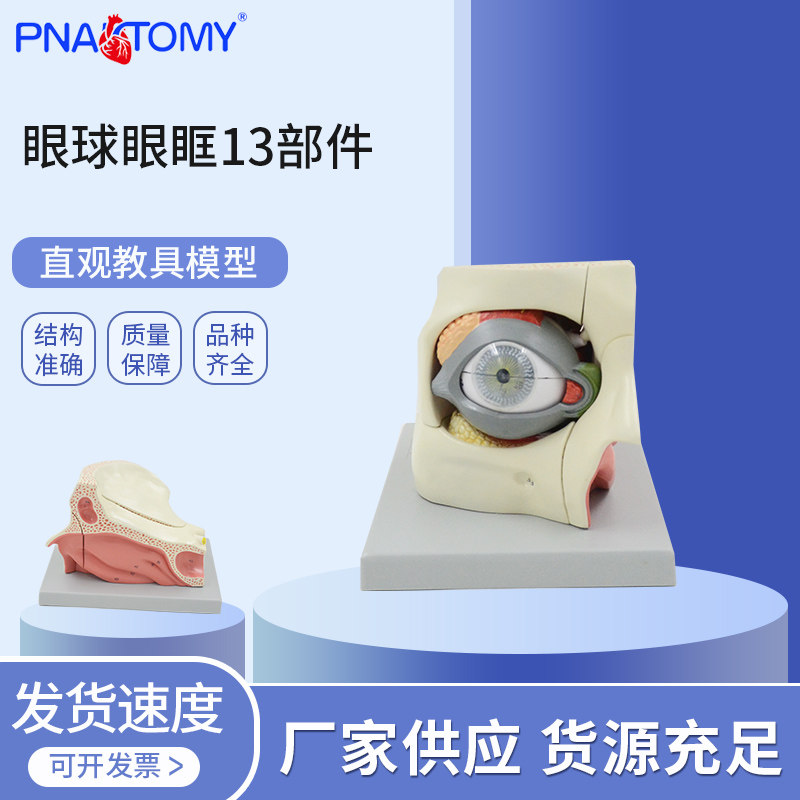 医学教学眼球眼眶解剖模型眼球结构眼眶组织教具眼部肌肉神眼科学