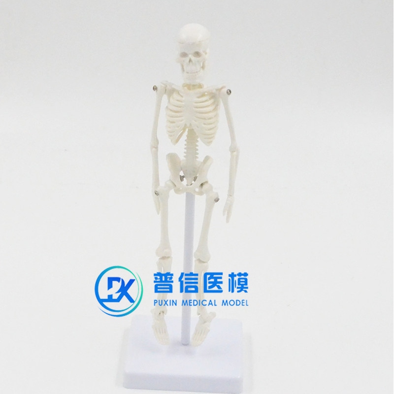 21cm白色迷你型医用美术绘画瑜伽人体全身骨骼骷髅骨架模型送支架