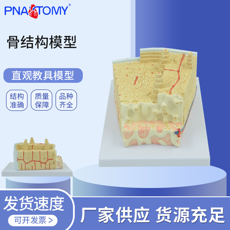 医学人体骨结构解剖模型颅骨躯干骨仿真教具骨骼关节构造骨科教学