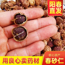 Zhenzzongyang Chunchun Chinchun Chinese Herbal Medicine  heat selling NO l] Yangjiang Tat produtis 50 gr ready