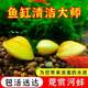 Golden creek clam, water purification river clam, ornamental snail