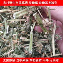 New Arrival Motherwort Herbal Medicine 500g Dried Some Places