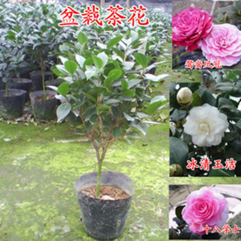 Home potted plants Flowers Camellia saplings Elsie Palace pink camellia seedlings bloom that year