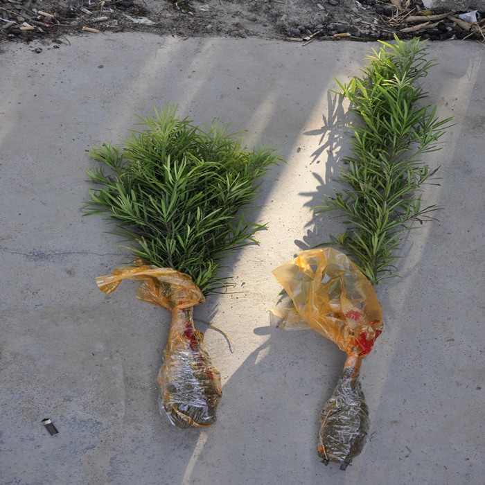 Flower potted Arhat pine seedlings A large number of Arhat pine seedlings direct sales of 50 pieces start shooting