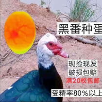 Fertilized eggs of large black Muscovy land ducks can hatch red-faced American geese. 20 eggs are now found.
