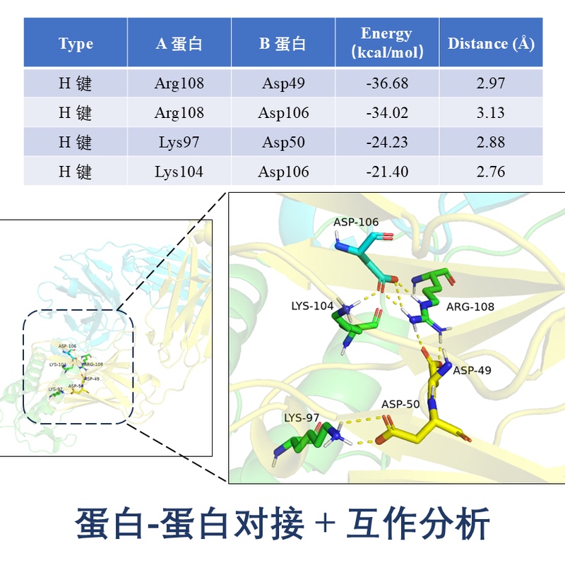 Protein Docking, Protein Interaction Analysis, Mapping, Antibody Peptide, Gene Mutation, Docking Simulation, Binding Mode Prediction Protein Docking, Protein Interaction Analysis, Mapping, Antibody Peptide, Gene Mutation, Docking Simulation, Binding Mode Prediction