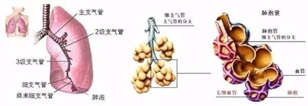 肺炎？气管炎？支气管炎？咳嗽不愈，问题到底出在哪