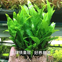 Aquarium Living Fresh water stem plants broad-leaved Iron Crown lazy long-leaf aquatic tank landscape decoration