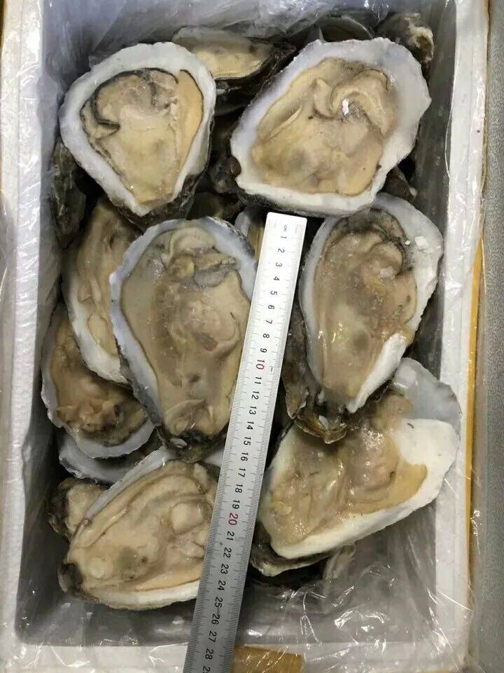 Frozen oysters half-shell large oysters 60 seafood grilled ingredients in Jiangsu, Zhejiang, Shanghai and Anhui regions