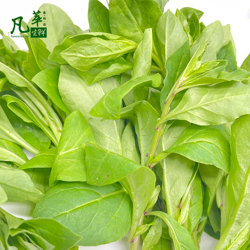 野生枸杞芽新鲜现摘!500g嫩尖枸杞菜,养生党必入的绿色宝藏!-叶菜类-淘宝好物网