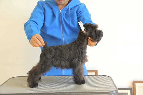 Dalian Hengyue Inu Sales Competition Mini Sherry Pure Black Gong Tekapo