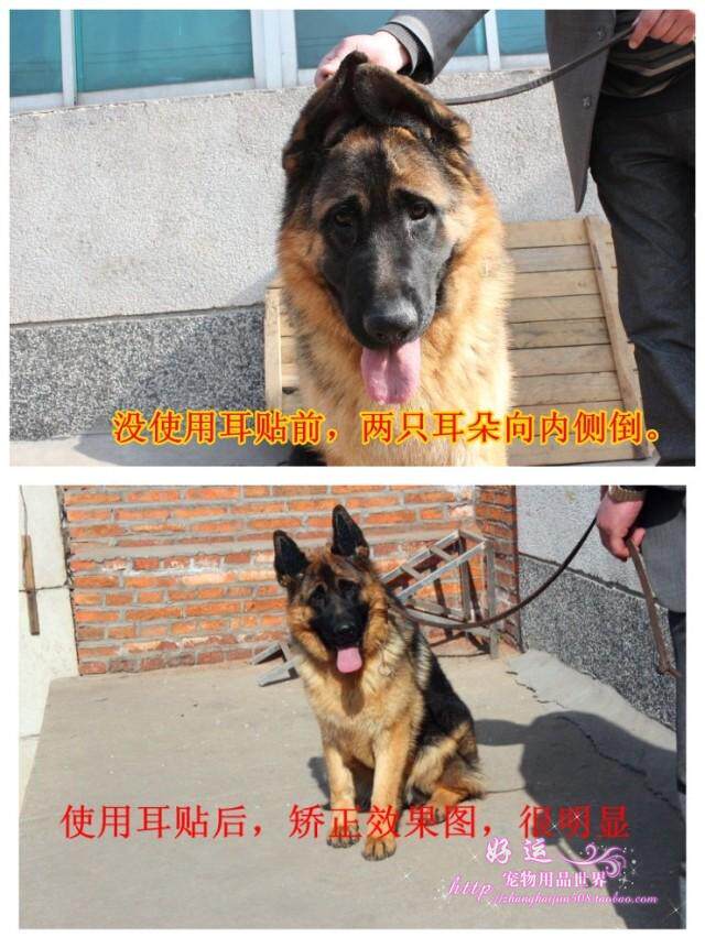 狗德牧立耳器矯正貼犬專用耳托柯基法斗德牧杜賓馬犬東德豎耳器 露天拍賣