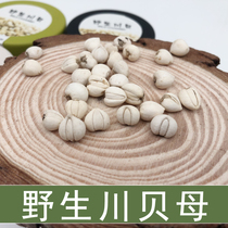 Wild Chuanbei mother Chinese herbal medicine 30g Sichuan Songpan Chuanbei grain Songbei free grinding Chuanbei powder Chuanbei mother powder