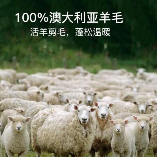 伯爵羊毛男围巾