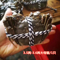 Chongqing spot Yangcheng fresh hairy crab net Heavy 3 5 two female crabs 1 can be packed gift box 8