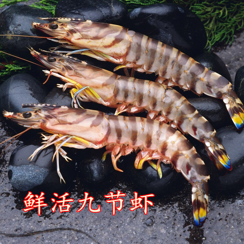 500g Chongqing Flash Live Seafood Base Shrimp Nine Shrimp Bamboo Shrimp Sea White Shrimp Aquatic Shrimp Krill Krill Krill Krill Shrimp