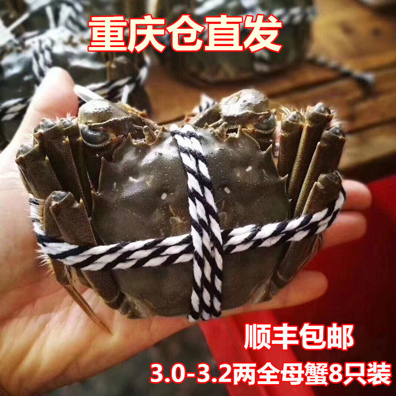 Chongqing Spot Yangcheng Red Cream Hairy Crab Fresh Crab 3-32 Two Female Crabs 8 Gift Boxes Shun Feng