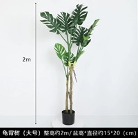 2 -метровая черепаха назад доля