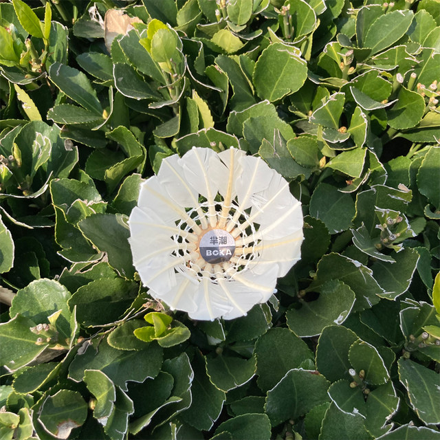 Badminton Genuine Durable King Indoor and Outdoor Training Balls 6-Pack Windproof Stable and Not Easy to Break White Goose Feather