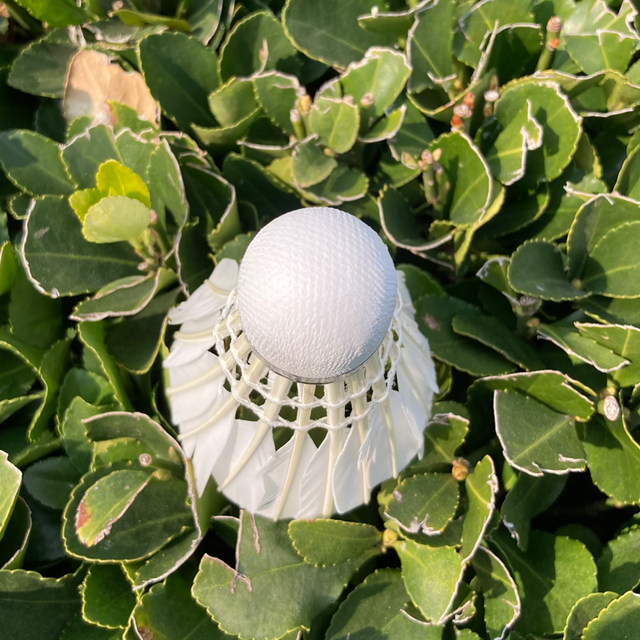 Badminton Genuine Durable King Indoor and Outdoor Training Balls 6-Pack Windproof Stable and Not Easy to Break White Goose Feather