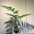 茶空间意境绿植