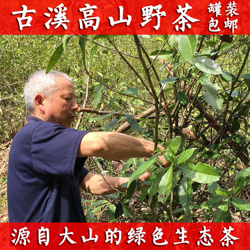 Wilderness ancient tree Qi Hongmaofeng 125g Guxi alpine original ecological wild Qimen black tea 2022 new tea spring tea