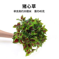 1 павлин Blue Seven свиная трава 1 трава 1