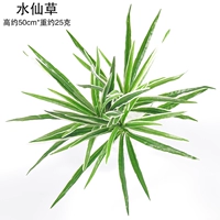 1 травы трав водяной феи травы