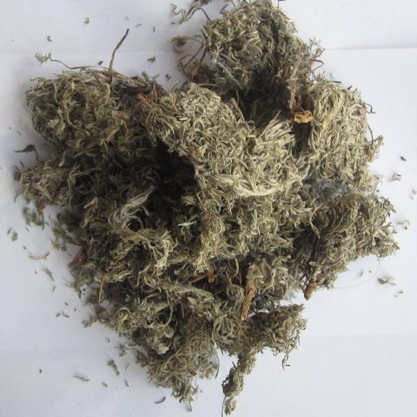 Mianyin Chen 5 catty of fresh white wormwood herb oriental herbs Chen Zhongherbal medicinal herbs 500g grams RMB15