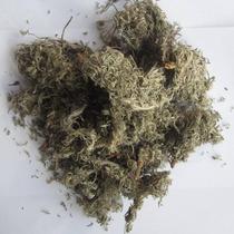 Mianyin Chen 5 catty of fresh white wormwood herb oriental herbs Chen Zhongherbal medicinal herbs 500g grams RMB10