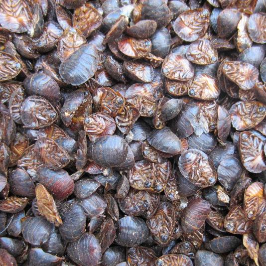 Dried beetle insects 2 catties, soil yuan, soil beetle seeds, Phnom Penh soil yuan, 500g, Chinese herbal medicine