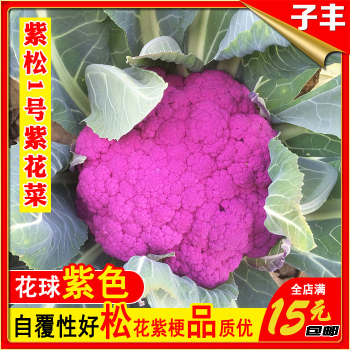 紫鬆1號紫色菜花花菜花椰菜種籽特色紫西蘭花四季盆栽春秋季種子