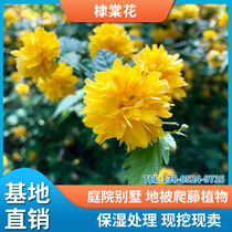 Heavy petal flower seedlings climbing vine climbing plant Tian Tang Miao outdoor home courtyard balcony potted shade-resistant shrub flowers