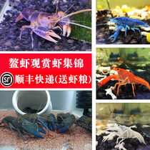 Artificial Sky Blue Magic Buddha Blue White orange crawfish Dragon ornamental shrimp aquarium good living pet freshwater crayfish