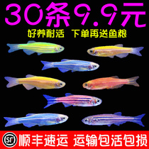 Tropical ornamental fish fry live small fresh water good traffic lights group swimming guppies fluorescent green apple zebrafish