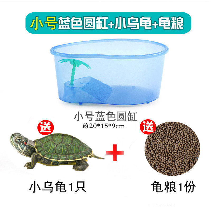 Turtle Living Basil Turtle Small Pet Tortoise Chinese Grass Turtle Miao Nets Red Glare tortoise Turtle Living Things Turtle vat