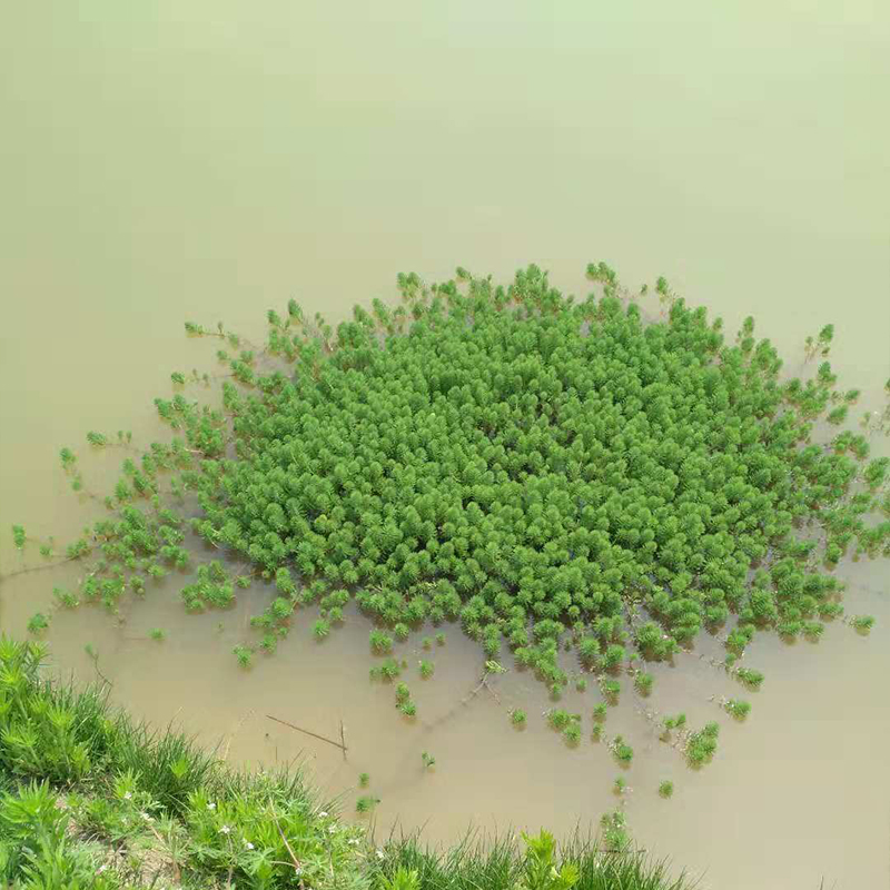 Foxtail algae lobster aquaculture water grass Yile algae round spray black algae grass to purify water quality Foxtail grass landscaping