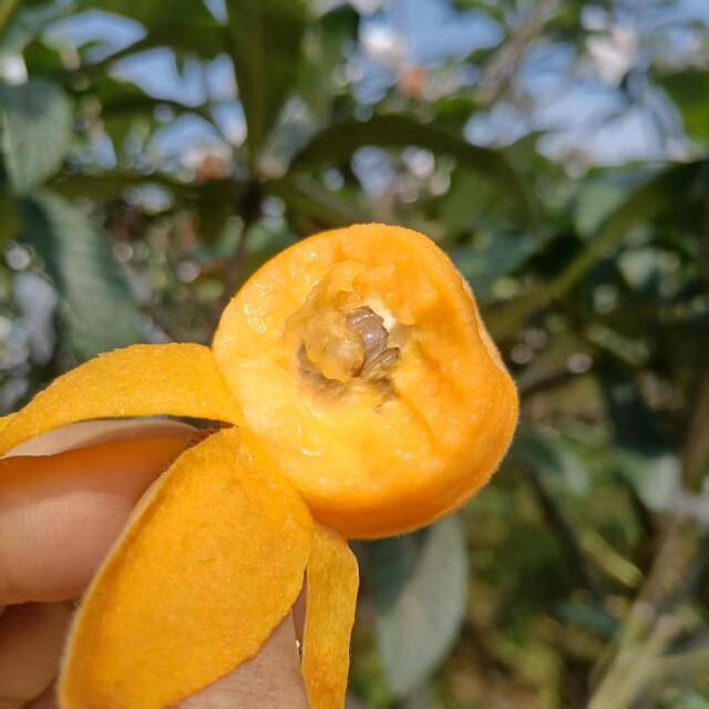 农合鲜