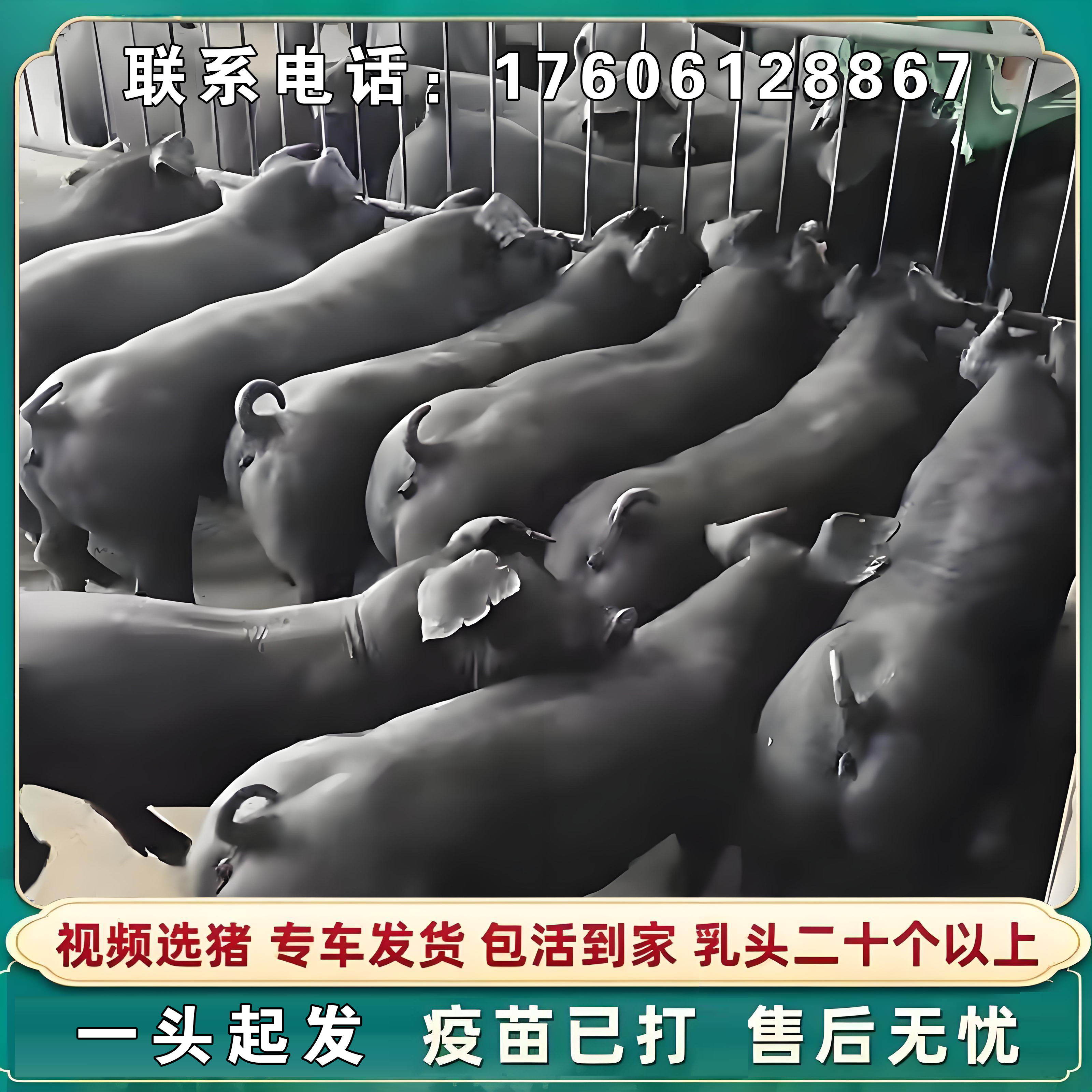 牛世界精猪　 巴克夏猪- 维基百科，自由的百科全书