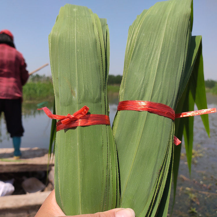 正宗芦苇叶:包粽子的秘密武器,带你领略传统风味的魅力!-粽叶-淘宝百科网