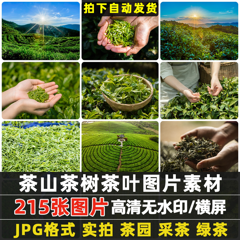 Tea Gardens, Tea Mountains, Tea Trees, Tea Farmers Picking Tea, Green Tea, Terraced Tea Fields, Fresh Natural Scenery, Pictures, Design Materials