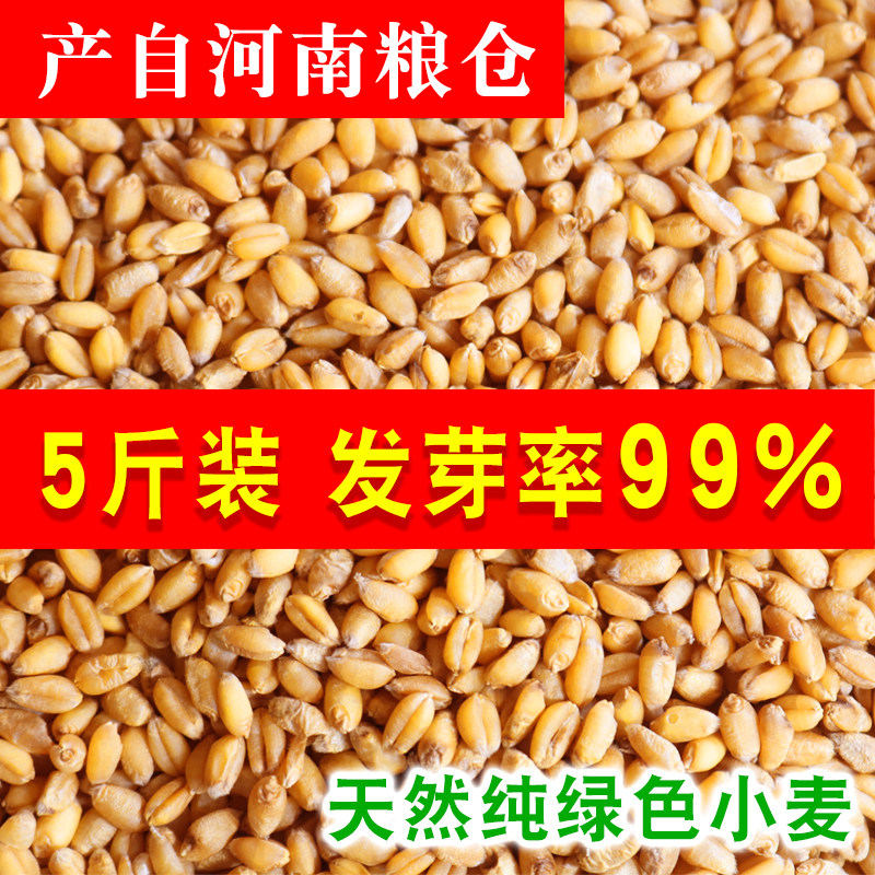5 catties of farm food with leather wheat seeds wheat seedlings wheat seedlings grinding noodles cat grass wheat seedling juice fishing nest bait