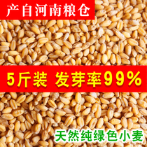 5 jins of farmhouse edible peeled wheat seed wheat seedling germ grinding cat grass wheat seedling juice fishing nest bait