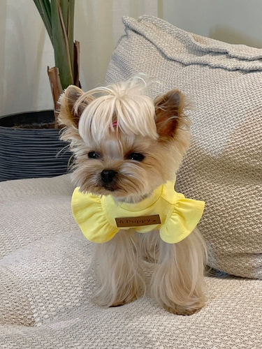 Маленькая сладкая каша Малца Ингсия собака и кошачья домашняя одежда