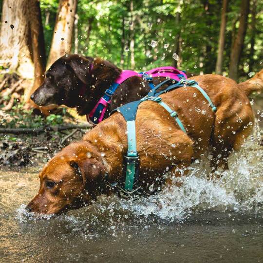[Official Genuine Product] Ruffwear Dog Harness Vest-Style Dog Leash